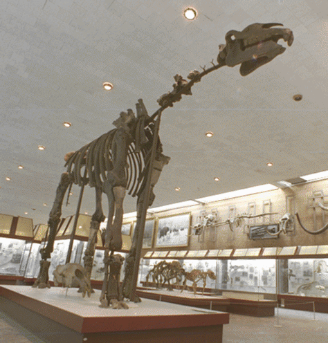 nbsp nbspPirmās fosilijas tika... Autors: Mao Meow Paraceratherium – lielākais sauszemes zīdītājs kāds jebkad staigājis pa zemi.