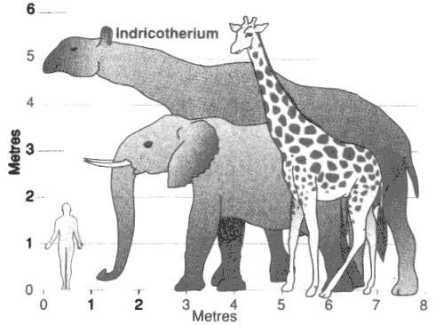 nbsp nbspScaronajā attēla mēs... Autors: Mao Meow Paraceratherium – lielākais sauszemes zīdītājs kāds jebkad staigājis pa zemi.