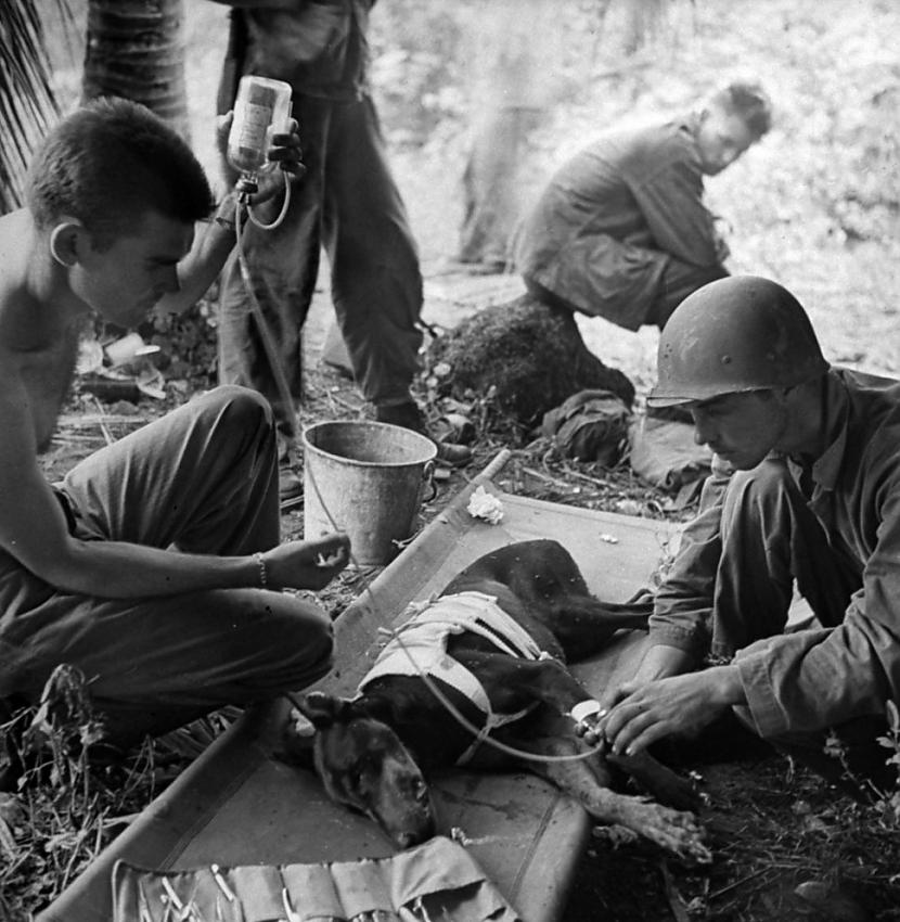 Amerikāņu kājnieki aprūpē... Autors: kaķūns 40 aizkustinoši foto par kara tēmu