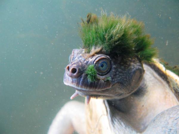 Mary River turtle with algae... Autors: im mad cuz u bad Dzīvnieku pasaules brīnumi 3