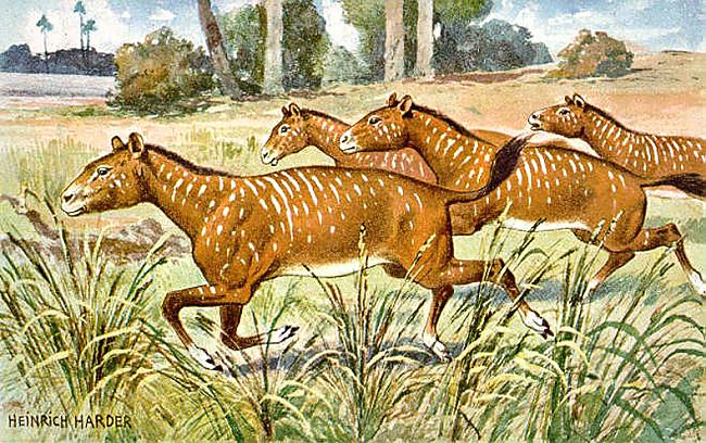 HIROJOTĒRIJS  ir zirga... Autors: Fosilija Izmirušie dzīvnieki, kas dzīvojuši pirms iznīcības