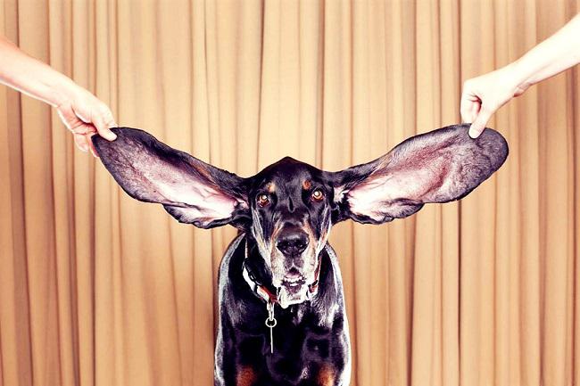 Kad suns kustina ar ausi tiek... Autors: mousetrap 20 interesanti fakti par suņiem