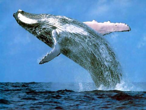 Zilais valis ir tik liels ka... Autors: greecinieks Interesantu Faktu Savārstījums!