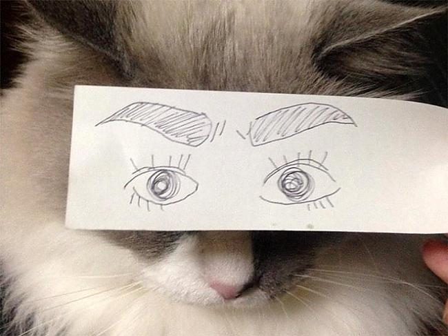  Autors: Veetra Kaķu sejas ar uzlabojumu!