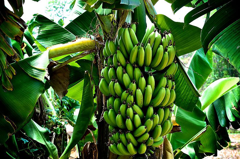 Banāna augam nav stingra... Autors: paradisegirl 20 interesanti fakti par banāniem
