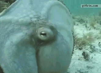 Kā maskejas astoņkājisPaldies... Autors: Garais Burkāns Kā Tas Strādā? #3