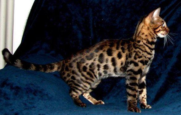 Bengālijas kaķis ir garš... Autors: Fosilija Bengālijas kaķi.
