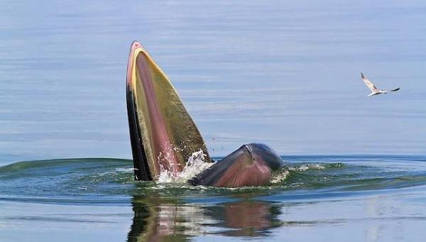 Valis Braida Atrasts Floridas... Autors: mousetrap Dzīvnieki, kurus atklāja 2014.gadā