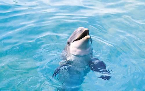 Delfīni ir pārsteidzoscaronas... Autors: kitucis123 Delfīni #Fakti . ♥