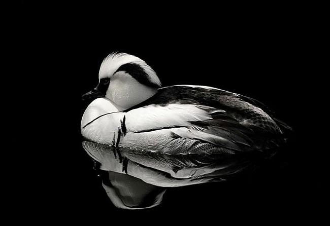  Autors: Fosilija Krāšņā  daba (putni)