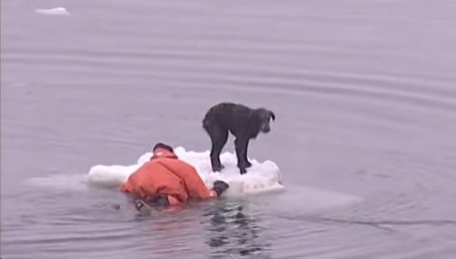 Мужчина спас собаку. Спасение собаки на льдине. Собака на льдине. Спасли на льдине. Щенок уплыл на льдине.