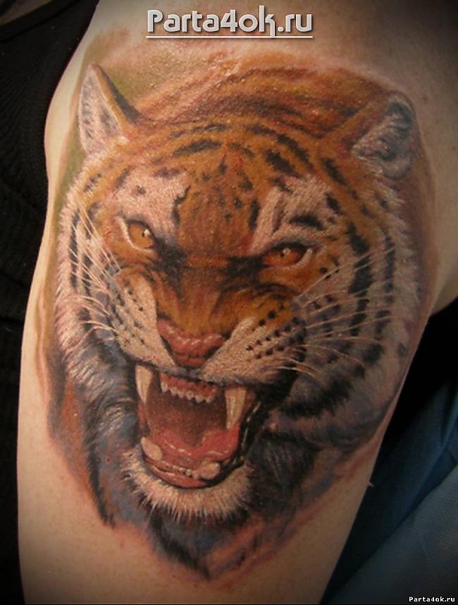 Kaķi un tīģeriSanktpēterburgas... Autors: andzaskele tetovējumi