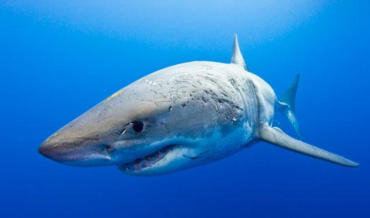  Autors: Fosilija Savvaļas dzīve !!! Lielā Baltā Haizivs !!! #2