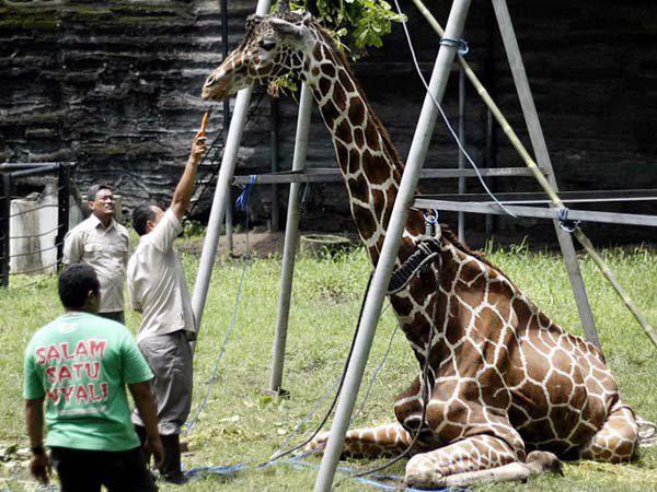 Kad nomira žirafe Klivons... Autors: mousetrap "Nāves zoodārzs"