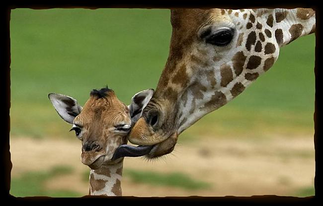 Žirafu mātīte dzemdē stāvot... Autors: kaķūns Bēdīgas dzīvnieku dzīves lietas