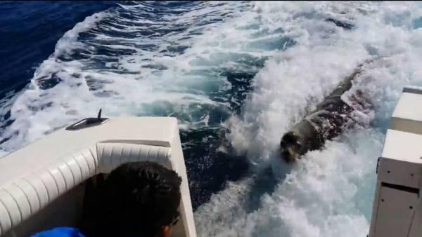  Autors: Fosilija Draudzīgā jūras lauva liek apstādināt laivu un šokē zvejniekus