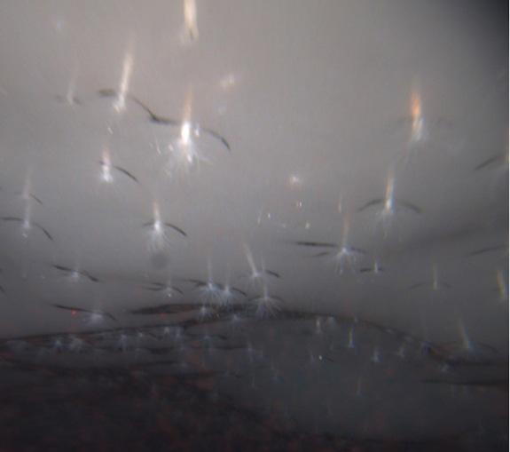 Ledus Anemones nbspjauna suga... Autors: Sanija Dāldere Dažas jaunatklātas sugas 2014