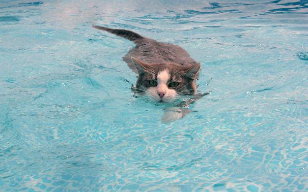  Autors: ChinaReviews Es no ūdens nebaidos!