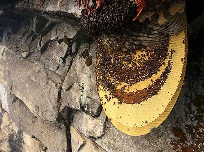 nbsp nbspViena biscaronu... Autors: Mao Meow Medus mednieki Nepālā- Jeb medus vākšana pēc sentēvu metodēm.