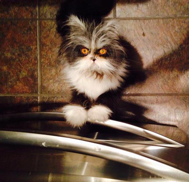  Autors: matilde Kaķis ar ļaunāko skatienu pasaulē!