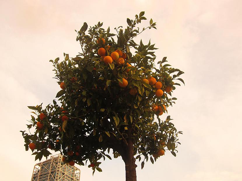 Kur tad nu bez mandarīniem D... Autors: Fosilija Katalonija. Barselona. Gaudi. (1. diena)