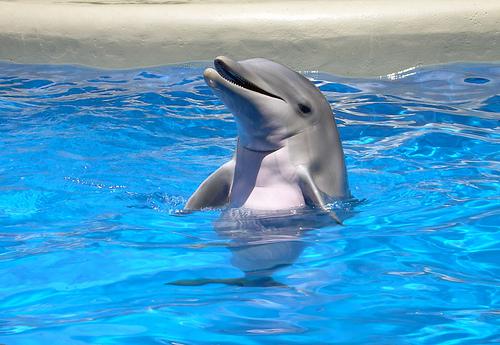 Delfīni spēj komunicēt viens... Autors: FunKx Desmit random fakti 1.0