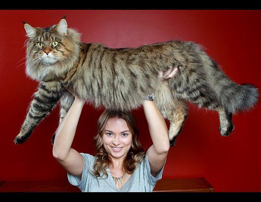 Populāri ir turēt milzīgu... Autors: QIUBIHERO Kaķi. Vienas no brīnšķīgākajām būtnēm uz zemes!