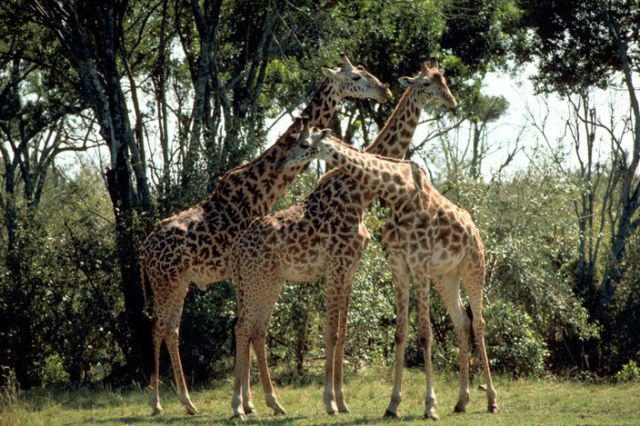 Žirafes Goraffa camelopardalis Autors: Alice Cullen Pasaules daba: Evolūcija