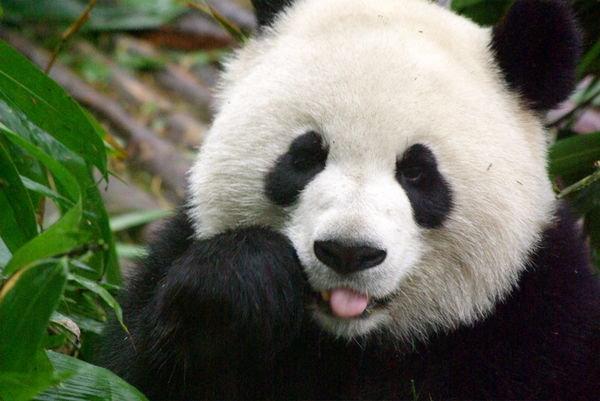 Tikko piedzimis Panda ir... Autors: elizapritkovainboxlv Fakti