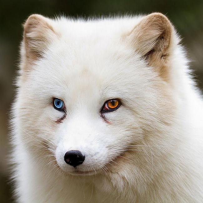  Autors: Fosilija 20 skaisti dzīvnieki, kuru acis ir burvīgi skaistas
