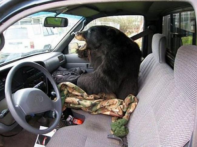  Autors: Hello Ja tev automašīnā blakus sēd lācis,esi drošs,policija tevi neturēs !