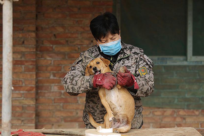 Suņi mēdz arī iekost vai... Autors: marijaku Šīs vecās ķīniešu sievietes katru dienu ceļas 4 lai pabarotu 1300 pamestu suņu