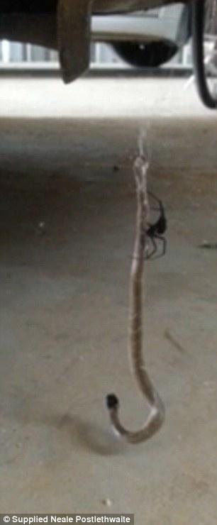  Autors: matilde Čūska pret Zirnekli. Kurš kuru?