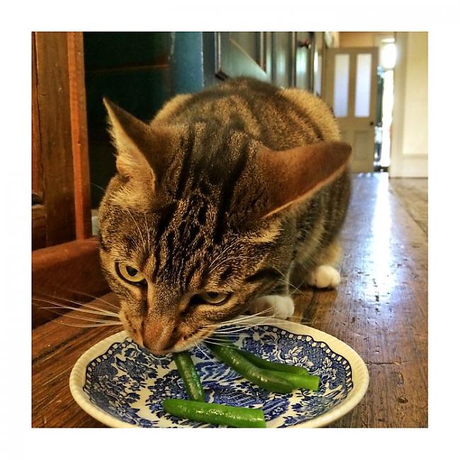 Autors: matilde Kaķis ēdīs visu, ko saimnieks ēd.