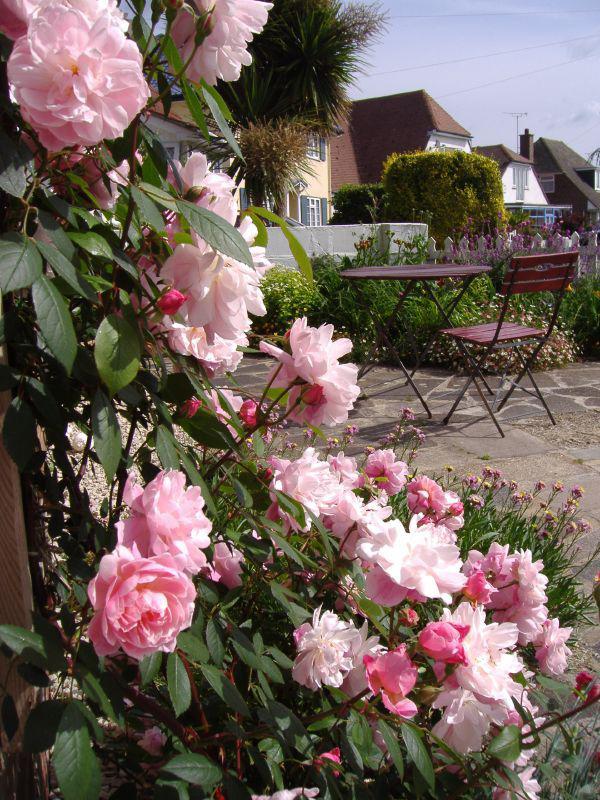  Autors: Fosilija Brīnišķīgas rozes ap māju!