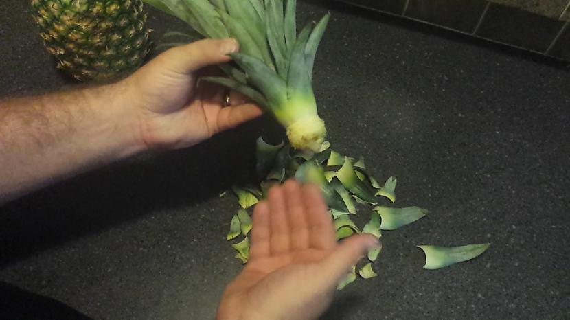 Pēc atdzirdināscaronanas... Autors: kkunderts Izaudzē savu ananāsu !