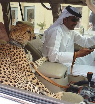 Mājdzīvnieks Autors: Sulīgais Mandarīns Pārsteidzošas skati, kas Dubaijā ir novērojami ikdienā(40 BILDES)