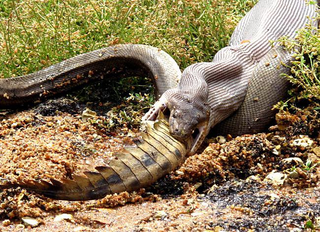 Krokodilu ēdoscaronie... Autors: Pūcīte10 Mežonīgā Austrālija - NOPE