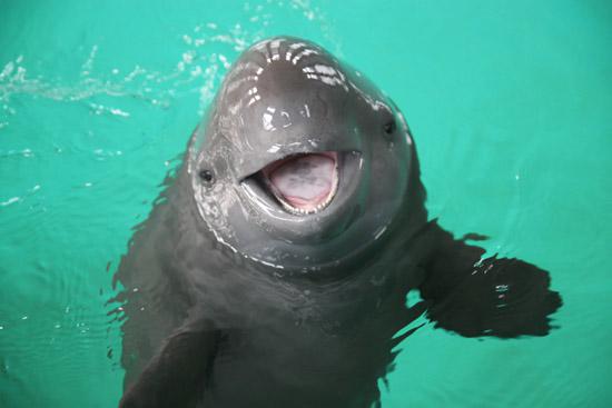 Delfīnii ir otra... Autors: kriska14 10 Interesanti fakti! #3