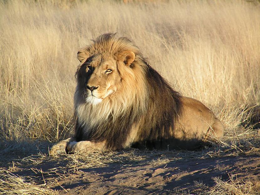 Lauvas protams ir bīstamākas... Autors: bombongs Bīstamākie radījumi pasaulē.