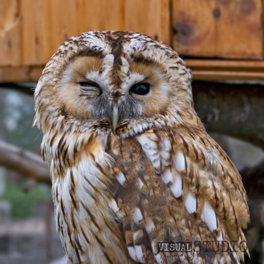 Visi putni izņemot pūci... Autors: Owl Star Dažādi fakti par dzīvniekiem.