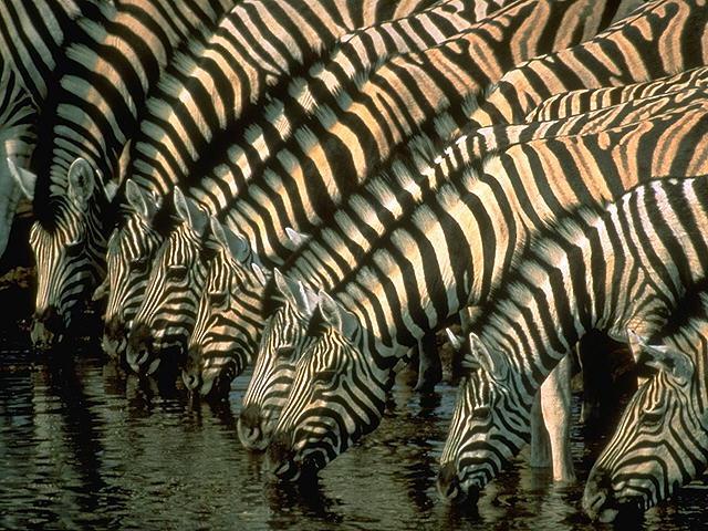 Zebras ir baltas ar melnām... Autors: Owl Star Dažādi fakti par dzīvniekiem.