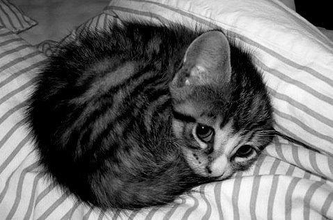 Kaķi guļ vairāk nekā 70 no... Autors: Geimeris Fakti par miegu! #5