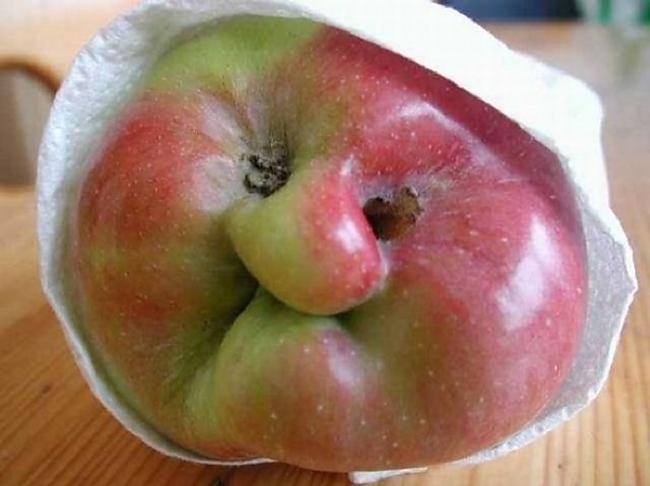 Creepu ābols atgādina raganu Autors: Lords Lanselots Tavs ēdiens uz Tevi glūn!!!