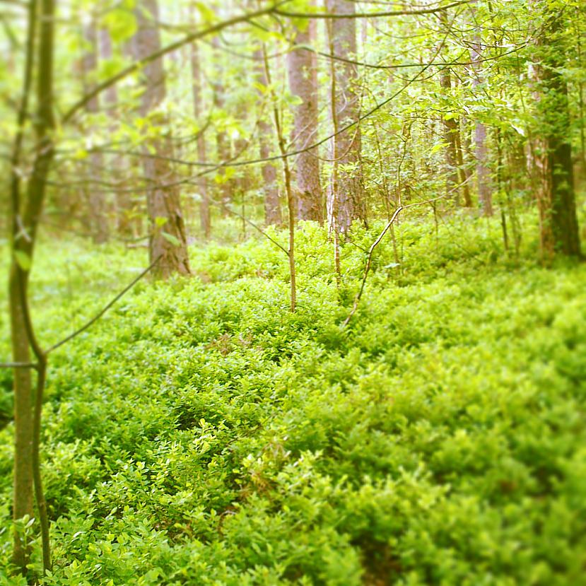 Meža burvestība fokuss centies... Autors: Emchiks Fotogrāfēju ar telefonu!