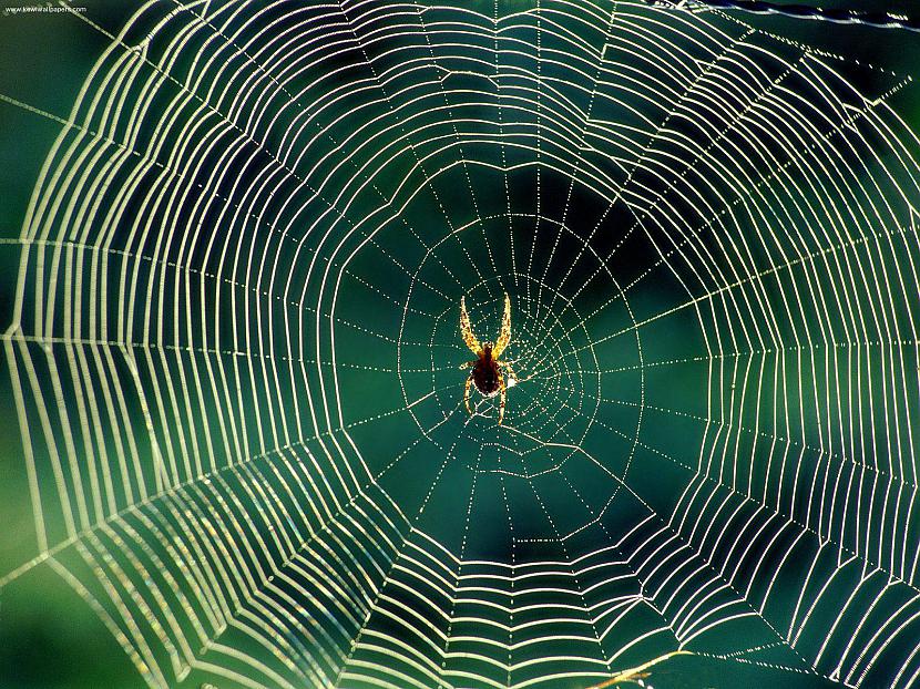 Visi zirnekļi ir spējīgi aust... Autors: Kapteinis Cerība Interesanti Fakti Par ZIRNEKĻIEM