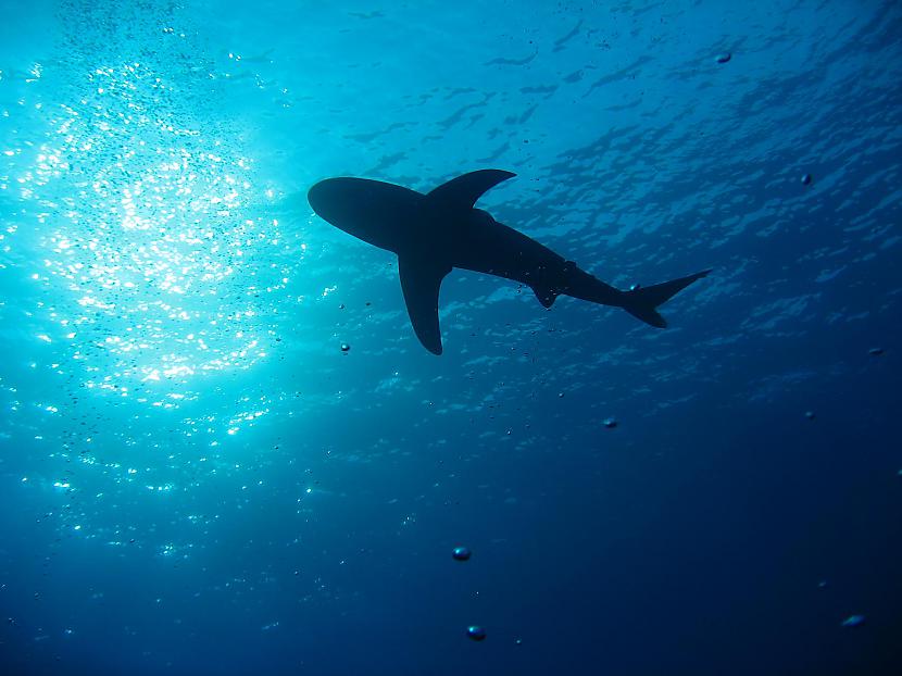 Pirmās haizivis dzīvoja jau... Autors: Kapteinis Cerība Interesanti Fakti Par HAIZIVĪM