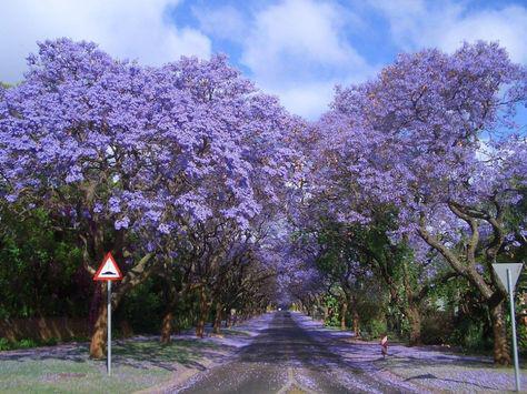 Jacarandas koksburvigs ilgi... Autors: Devilish6 20 divaini un skaisti koki no visas pasaules!