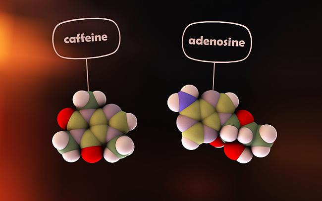 Kad kofeīna molekula... Autors: Prāta Darbnīca Kā darbojas kafija?