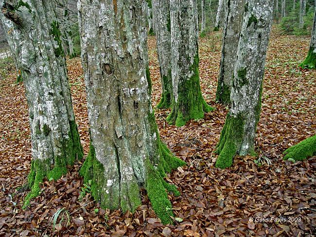 Latviju scaronķerso vairāku... Autors: Fosilija Vai tu to zināji par Latviju? [8]